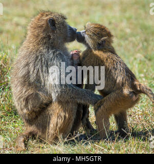 Babbuino nel parco nazionale del Kenya, Africa Foto Stock