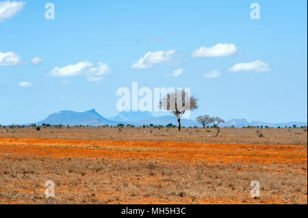 Bellissimo paesaggio con nessuno albero in Africa Foto Stock