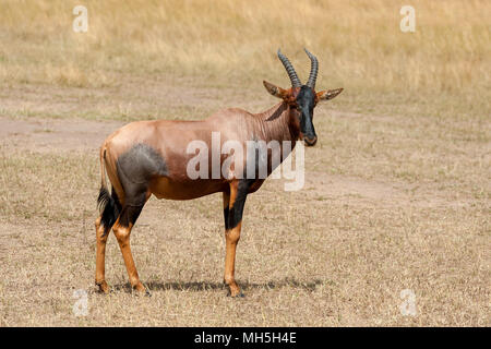 Topi Antilope (Damaliscus lunatus) in Kenya il Masai Mara riserva Foto Stock