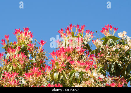 Stirlingshire, Scotland, Regno Unito - 30 Aprile 2018: Regno Unito meteo - Nuovo colore rosso brillante fogliame su una foresta Sarcococca arbusto di fiamma incandescente contro un cielo blu brillante in Stirlingshire, Scotland Credit: Kay Roxby/Alamy Live News Foto Stock