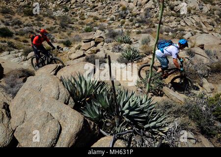 Palm Springs, California, Stati Uniti d'America. 28 apr, 2018. Gli amanti della mountain bike pass cactus e rocce sul sentiero. Questo è un vero e proprio la California del Sud Epic mountain bike giro in Santa Rosa e San Jacinto Mountains National Monument. Offrendo enormi vistas, off-campanatura stretto single track, creste, stream letti, pietre, sabbia, cactus. Questo punto-punto rotta passa una variegata gamma di alta sentieri nel deserto dal piede del versante nord delle Montagne di Santa Rosa e Agua Caliente indiano prenotazione a 4500 piedi giù per Palm Springs 29 miglia di distanza a 500 piedi. Credito: Ruaridh Stewart/ZUMA filo/Alamy Live News Foto Stock