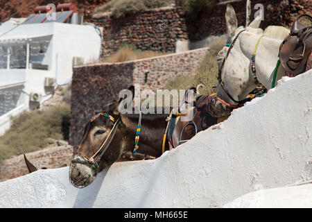 Asini di Santorini Foto Stock