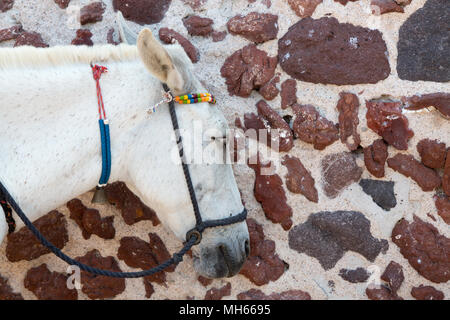 Asini sull isola di Santorini, Grecia Foto Stock