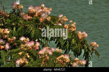 Shiromizu Yaehara è una zona suburbana di Ueda, Prefettura di Nara Foto Stock