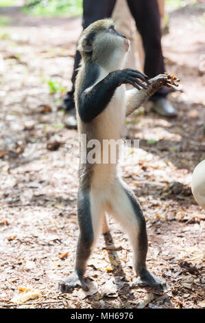 Cercopithecus mona, ghanese salti di scimmia per il cibo Foto Stock