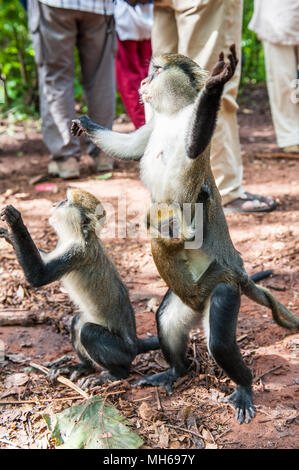 Cercopithecus mona, ghanese salti di scimmia per il cibo Foto Stock