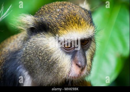 Ritratto di una scimmia (Cercopithecus mona) in Ghana Foto Stock