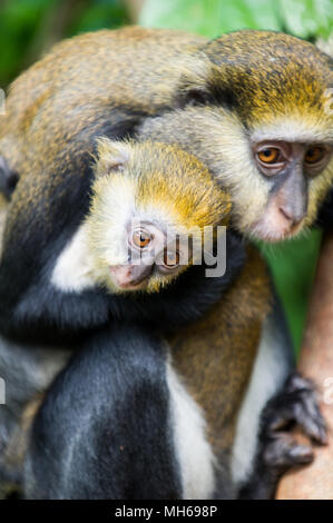 Ritratto di una scimmia (Cercopithecus mona) con il suo bambino cub in Ghana Foto Stock