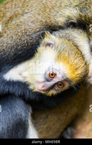 Ritratto di una scimmia (Cercopithecus mona) con il suo bambino cub in Ghana Foto Stock