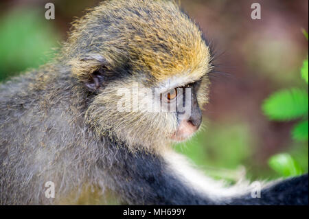 Ritratto di scimmia (Cercopithecus mona) in Ghana Foto Stock