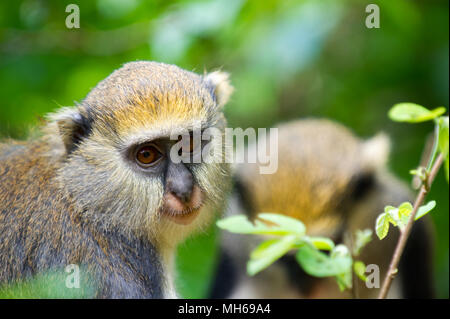 Ritratto di scimmia (Cercopithecus mona) in Ghana Foto Stock