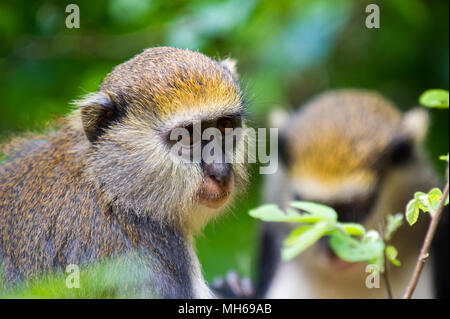 Ritratto di scimmia (Cercopithecus mona) in Ghana Foto Stock