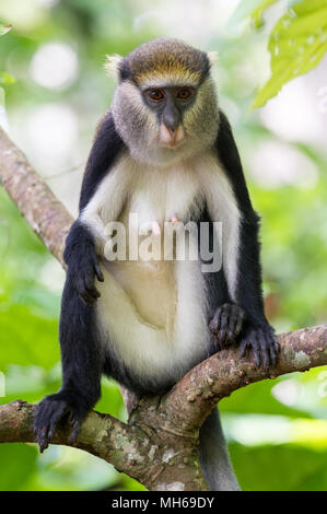 Piccola scimmia (Cercopithecus mona) si siede su un ramo in Ghana Foto Stock