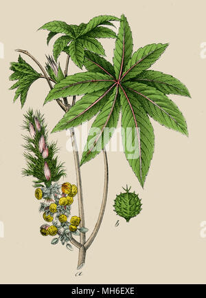 Ricinus communis, il ricino o di ricino-pianta, Foto Stock