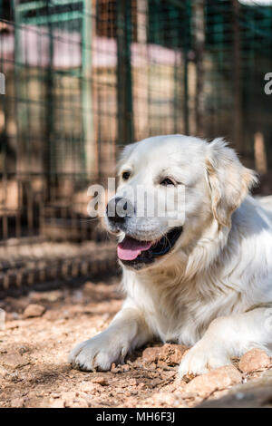 White dog sitter su un terreno nella parte frontale della gabbia con le anatre in un agriturismo Foto Stock