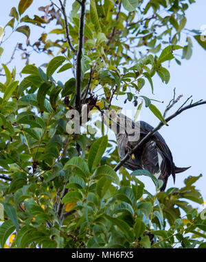 In via di estinzione Carnaby's Black Cockatoo appollaiato in un albero beccare a foglie su un bel pomeriggio di sole nel tardo autunno aggiungere colore finoal West Australian Bush. Foto Stock