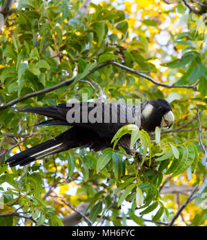 In via di estinzione Carnaby's Black Cockatoo appollaiato in un albero beccare a foglie su un bel pomeriggio di sole nel tardo autunno aggiungere colore finoal West Australian Bush. Foto Stock