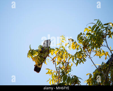 In via di estinzione Carnaby's Black Cockatoo appollaiato in un albero beccare a foglie su un bel pomeriggio di sole nel tardo autunno aggiungere colore finoal West Australian Bush. Foto Stock