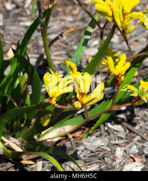 Luminoso West Australian giallo di fiori selvaggi Kangaroo Paw anigozanthus Bush ibrido Gem che fiorisce in pieno splendore in Bunbury Western Australia . Foto Stock