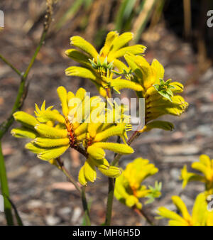 Luminoso West Australian giallo di fiori selvaggi Kangaroo Paw anigozanthus Bush ibrido Gem che fiorisce in pieno splendore in Bunbury Western Australia . Foto Stock