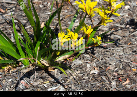 Luminoso West Australian giallo di fiori selvaggi Kangaroo Paw anigozanthus Bush ibrido Gem che fiorisce in pieno splendore in Bunbury Western Australia . Foto Stock