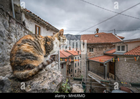 Stridio cat seduto su un masso nella città di Kotor, Montenegro Foto Stock