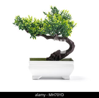 Bonsai di pino contro un muro bianco sullo sfondo Foto Stock