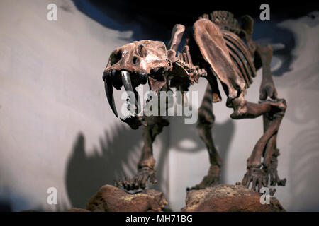 Tigre dai Denti a Sciabola scheletro. Fonti fossili. Fossili. Smilodon. Foto Stock