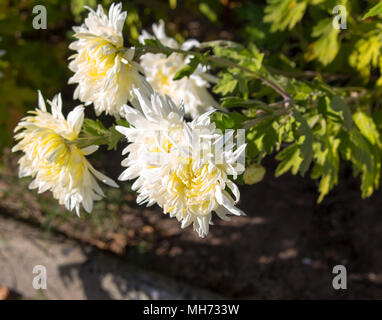 Fioriture di bianchi crisantemi, mamme o chrysanths, la fioritura delle piante del genere crisantemo famiglia Asteraceae vengono utilizzate come omaggio per la Festa della mamma. Foto Stock