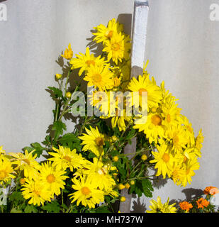 Crisantemi, mamme o chrysanths, giallo le piante di crisantemo genere famiglia Asteraceae sono usati come un omaggio floreale alla mamma il giorno della madre. Foto Stock