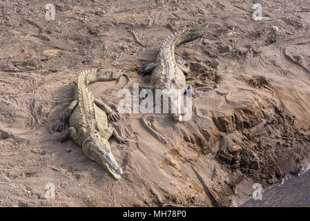 Coccodrilli pericoloso nuotare nel fiume Foto Stock