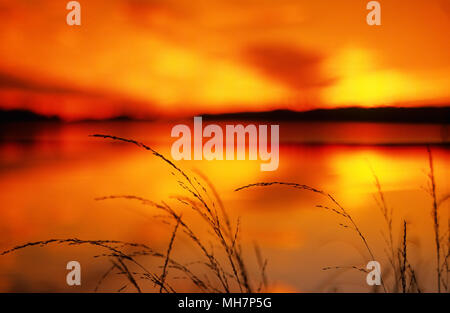 Erbe contro il tramonto con colori intensi sul lago in Finlandia. Scansionata da film. Foto Stock