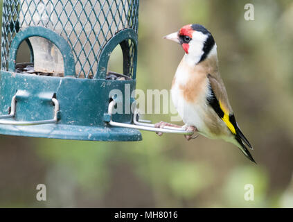 Cardellino Foto Stock