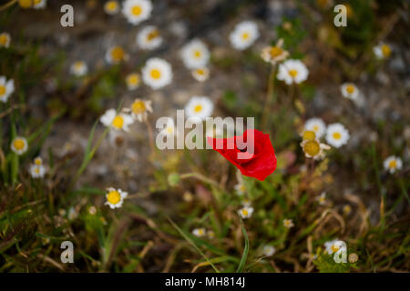 Coloratissimi fiori di prato Foto Stock