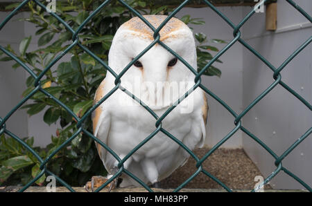 Allevati in cattività Barbagianni inaviary a Falconry Centre, Castello di Leeds, Kent. Foto Stock