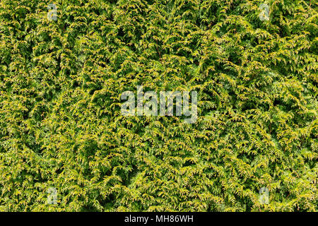 Giovani thuja siepe Foto Stock
