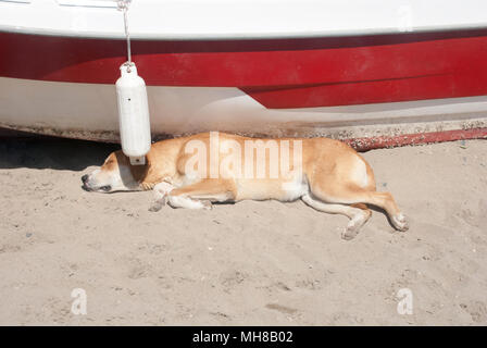 Stray dog dormire in spiaggia di sabbia Foto Stock