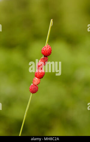 Fragole selvatiche (Fragaria vesca) infilate su un pezzo di erba contro lo sfondo di colore verde. Foto Stock