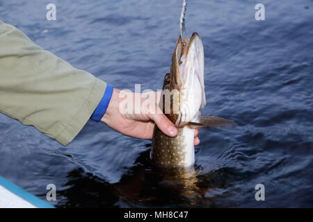 Un ricreative per i pescatori in una piccola barca prende la mano appena pescato lucci. Foto Stock