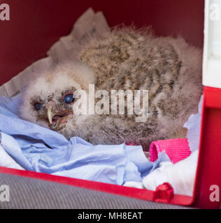 Baby barbagianni, Tyto alba, liberato dopo la caduta da albero a Wiltshire, Inghilterra, Regno Unito in aprile e sta per essere allevati a mano da esperti Foto Stock