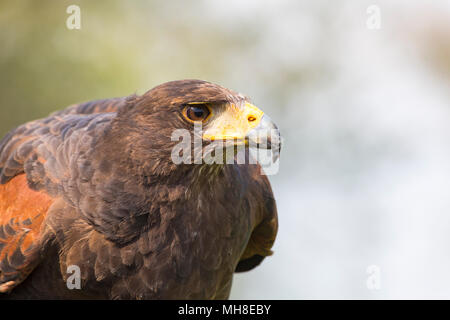 Ritratto di Harris Hawk, Parabuteo unicinctus, Wiltshire, Inghilterra, Regno Unito in aprile Foto Stock
