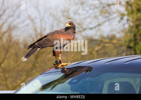 Harris Hawk, Parabuteo unicinctus, in piedi sul tetto della vettura con la riflessione di uccello in Wiltshire, Inghilterra, Regno Unito in aprile Foto Stock