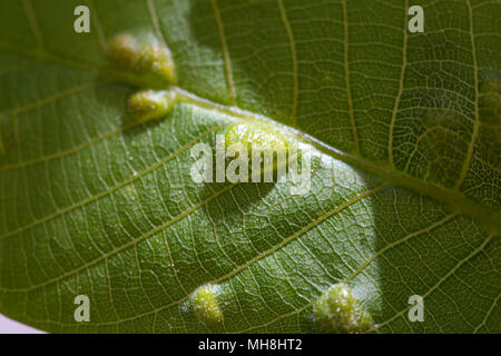 Le più comuni malattie che colpiscono gli alberi., aused dal fungo Taphrina reumatoide. Foglie diventano curl e falsare gravemente Foto Stock