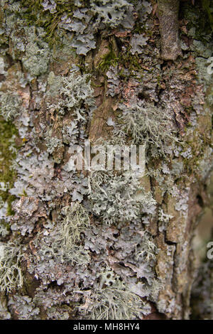 Il Lichen su un tronco di albero Foto Stock