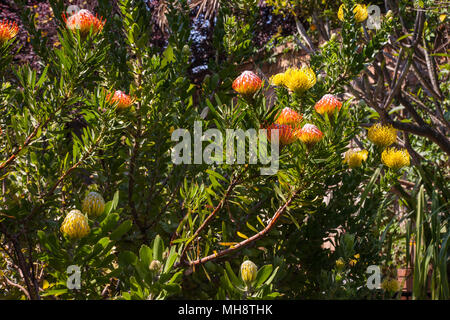 Puntaspilli (Leucospermum cordifolium) Foto Stock