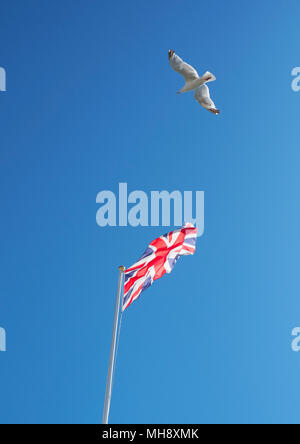 Regno Unito il volo libero - un'Unione Jack flag in volo in un cielo blu con un gabbiano Foto Stock