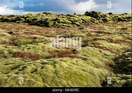 A sud dell'Islanda. Il Eldhraun vasto campo di lava è coperto con una spessa moss. Essa è stata creata nel devastante eruzione del 1784, la più grande nella storia Foto Stock