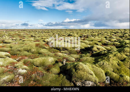 A sud dell'Islanda. Il Eldhraun vasto campo di lava è coperto con una spessa moss. Essa è stata creata nel devastante eruzione del 1784, la più grande nella storia Foto Stock