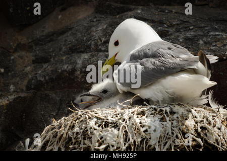 Kittiwake Gabbiano adulto con pulcino sat sul nido Foto Stock