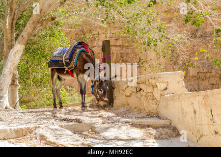 Asino beduino nel deserto della Giudea a Wadi Qelt vicino a Gerico in Terra Santa, Israele Foto Stock